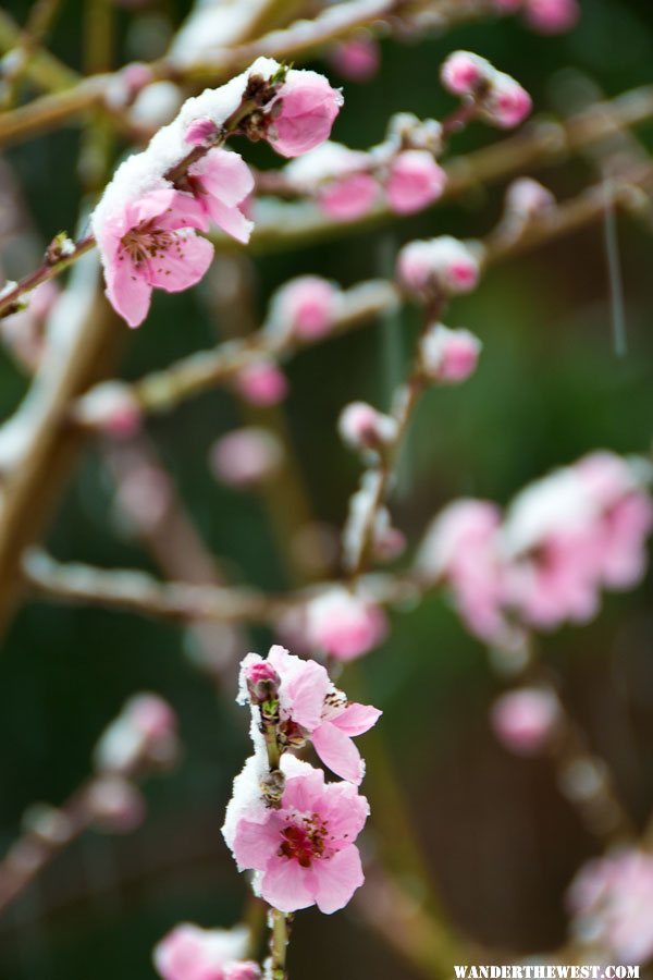 April Snow on Peach Blossoms