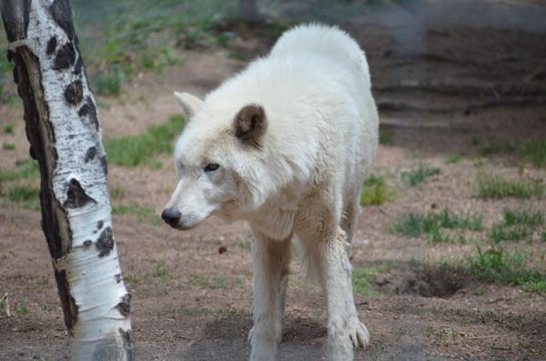 Arctic wolf at the wolf preserve