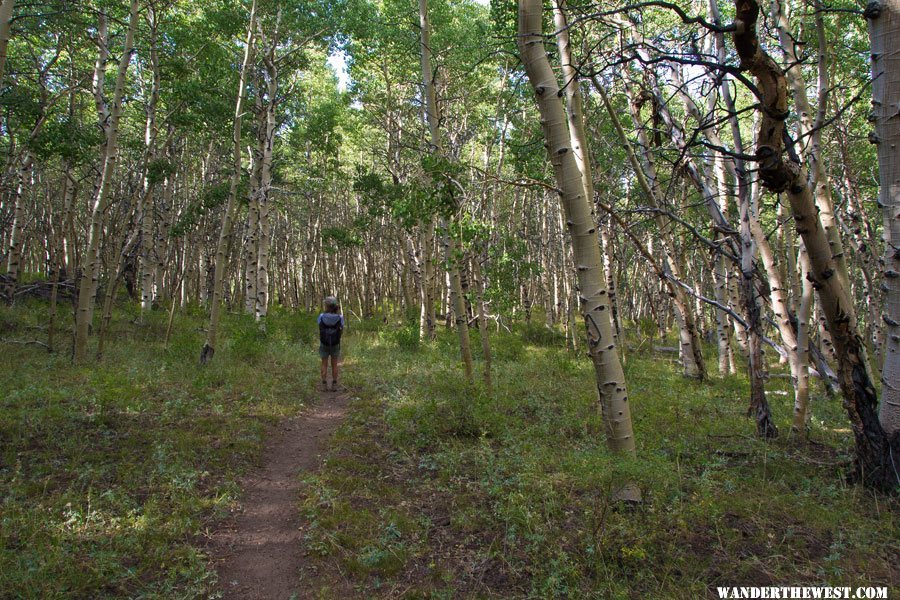 Aspen Grove