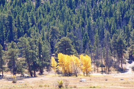 Aspen trees in RMNP