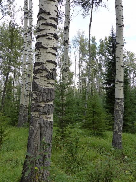 Aspens at Whistler's Campground, Jasper