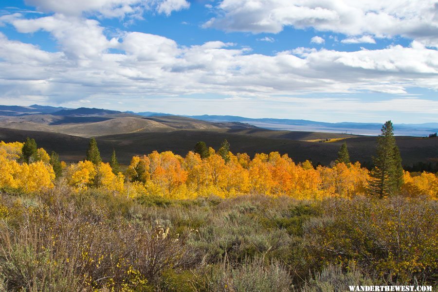 Aspens