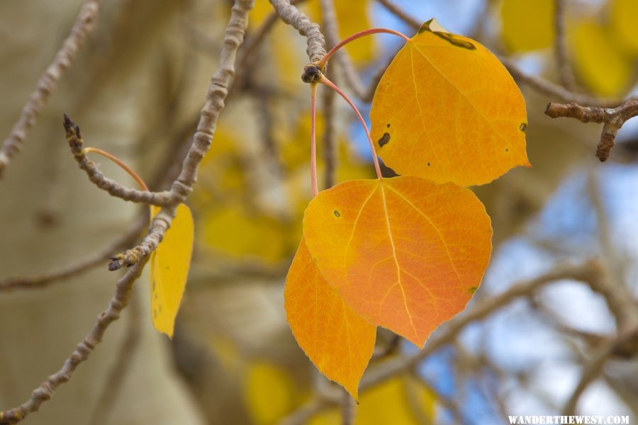 Aspens