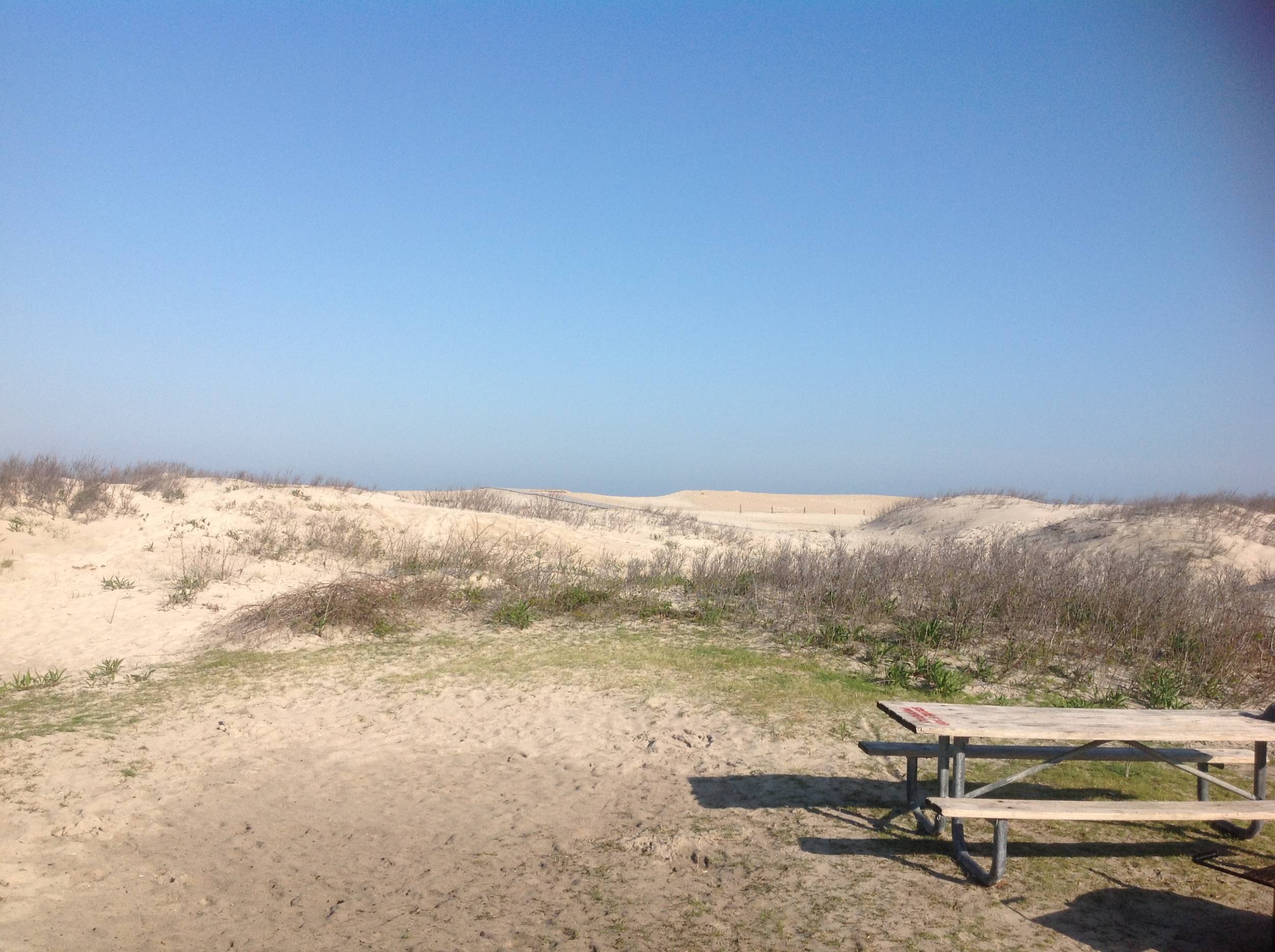 Assateague Island MD