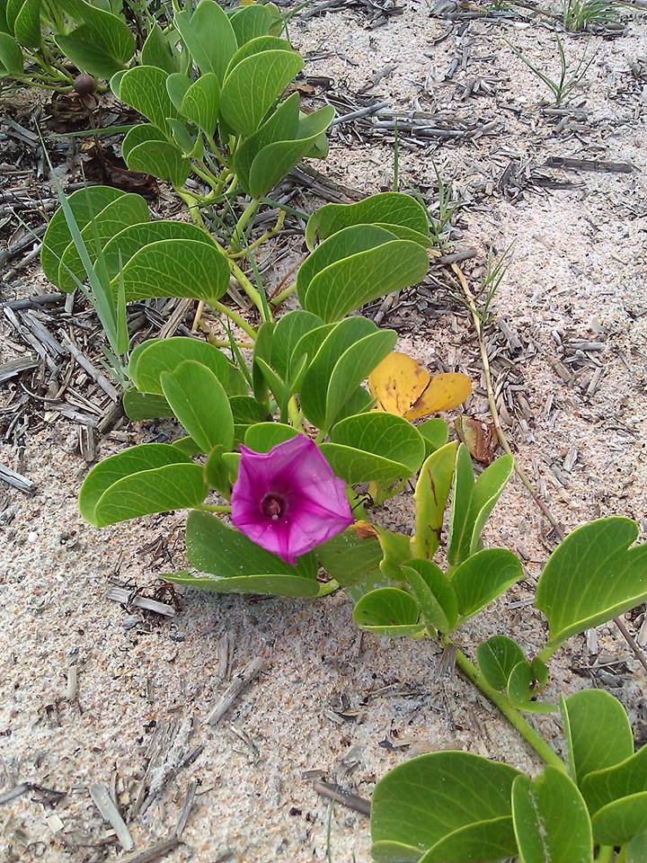 Aug 2013 Gamble Rogers State Rec Area Flagler Beach FL