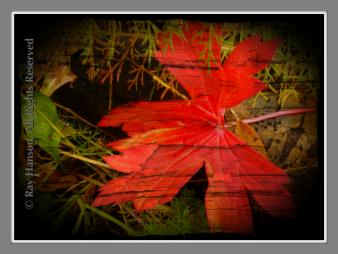 Autumn
 ©Ray Hanson, All Rights Reserved