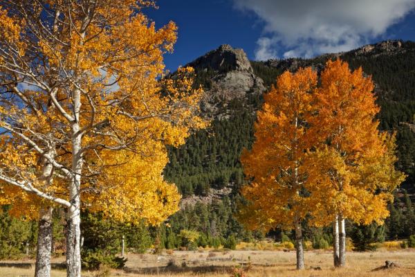 Autumn Meadow