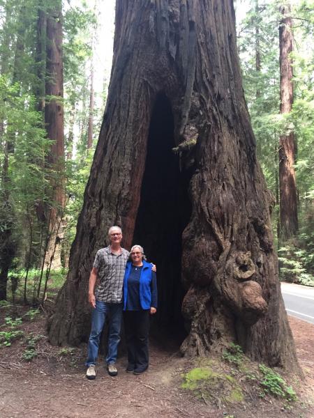 Avenue of The Giants, N. Ca.