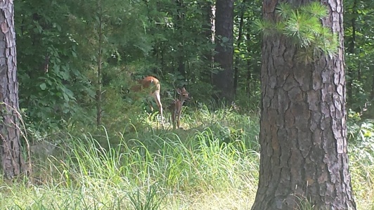 Baby deer