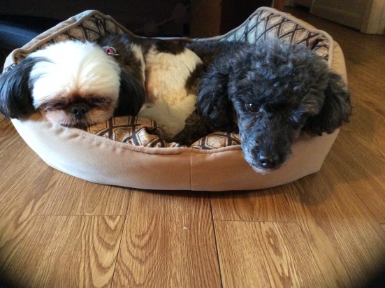 Baby - shitz tzu and  Grizzly-toy poodle