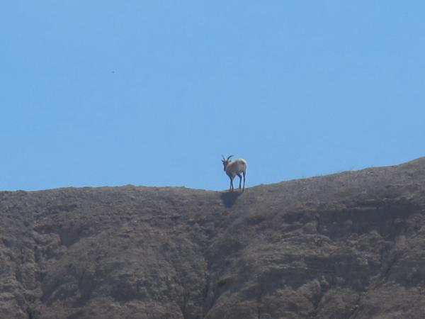 Badlands SD animal life