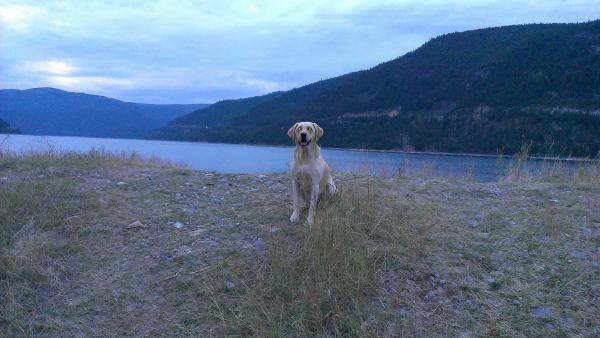 Bailey waiting for a swim at Lake Koocanusa 9/8/13