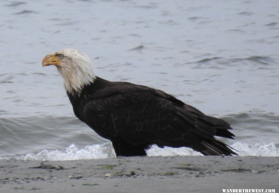 Bald eagle