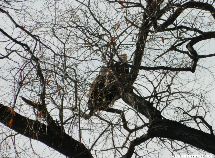 Bald Eagles hiding behind branches.