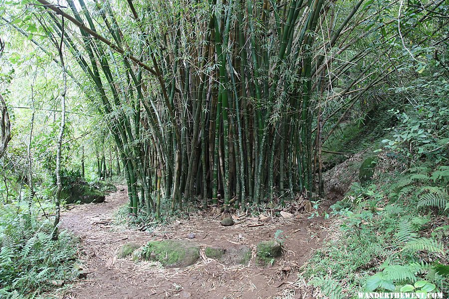 Bamboo - Hanakapi`ai Falls Trail