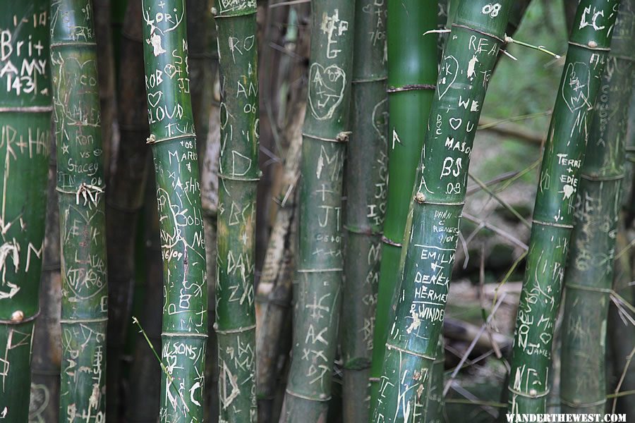 Bamboo - Hanakapi`ai Falls Trail