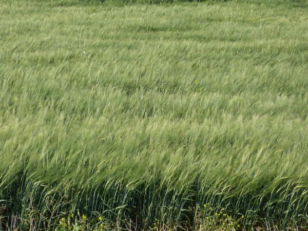 barley field