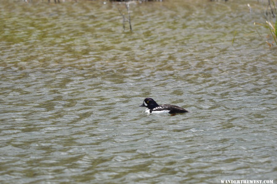 Barrow's Goldeneye