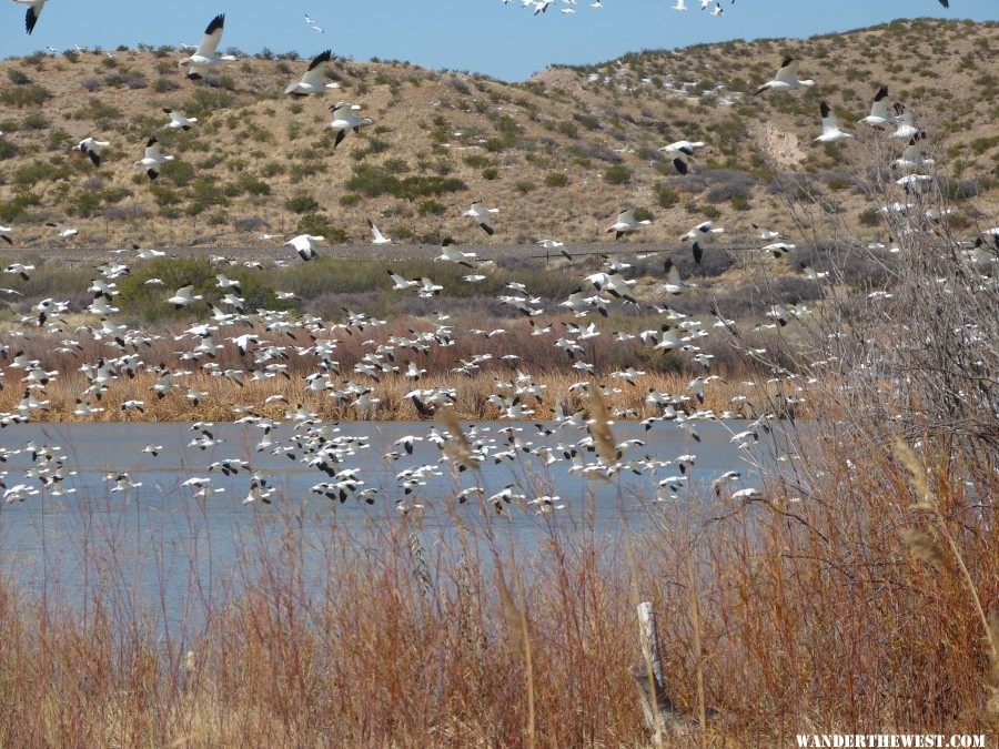 BdA Snow Geese