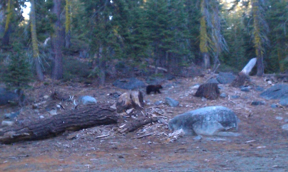 Bear came in for breakfast, California Wilderness 2012