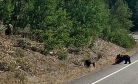 Bear Cub  attacks road cone.