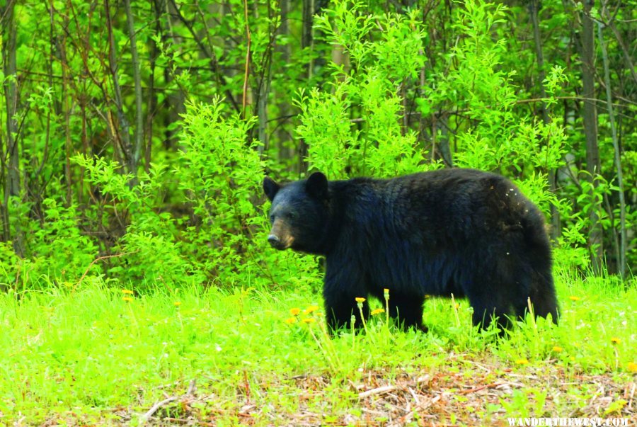 Bear in Alaska by LNorman