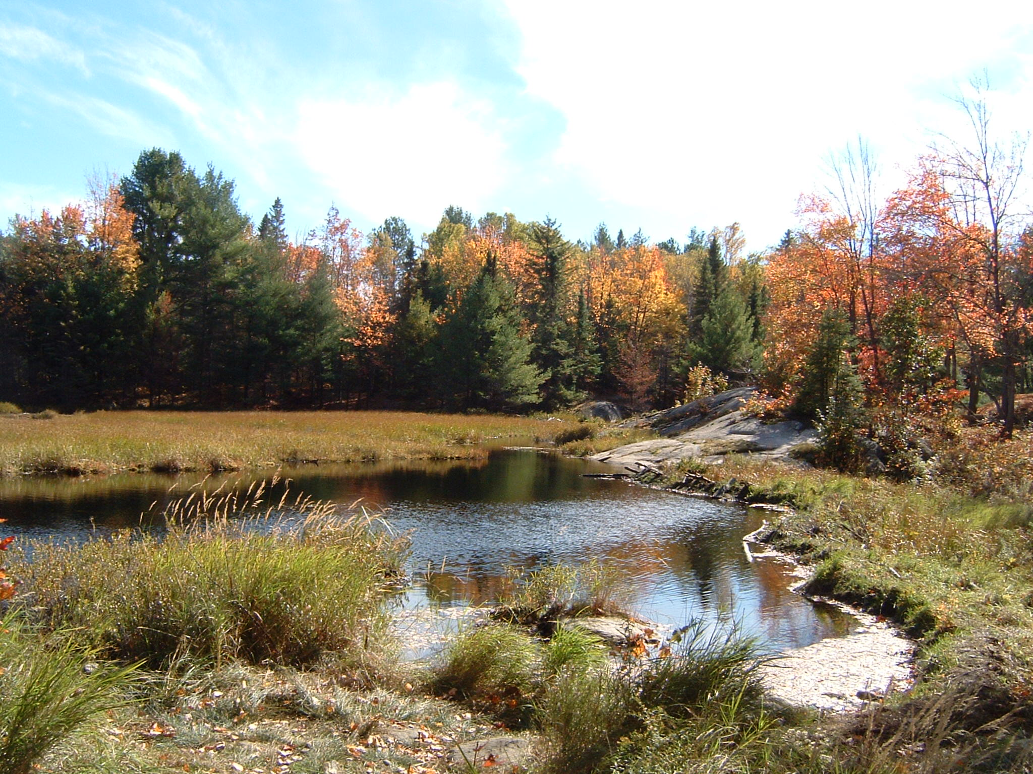 Beaver dam Algonquin Prov Park