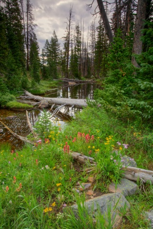 Beaver Pond