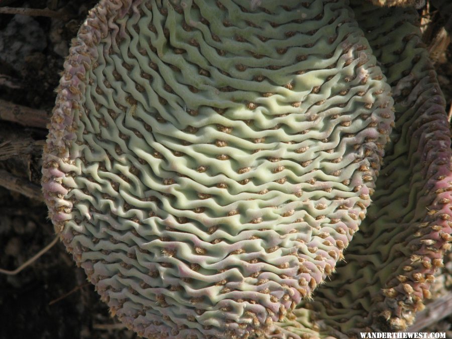 Beaver Tail Cactus