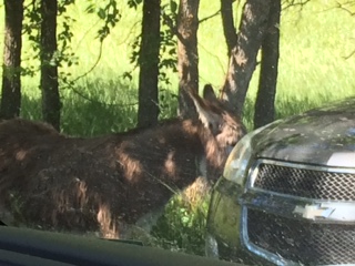 Begging burro in Custer State Park.  They stand in the road hoping you will roll down the window and give them carrots or crackers!