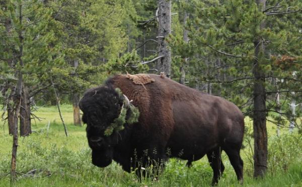 Bert the Buffalo as he prepares to dazzle the ladies in Hayden Valley. He has been missing from camp for almost two weeks and we hope he returns from 