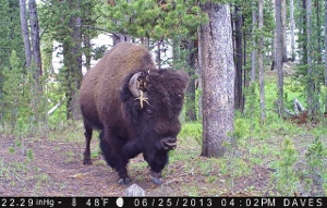 Bert the Buffalo