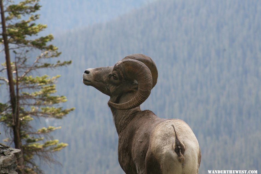 Big Horned Sheep at 10,000' in Montana