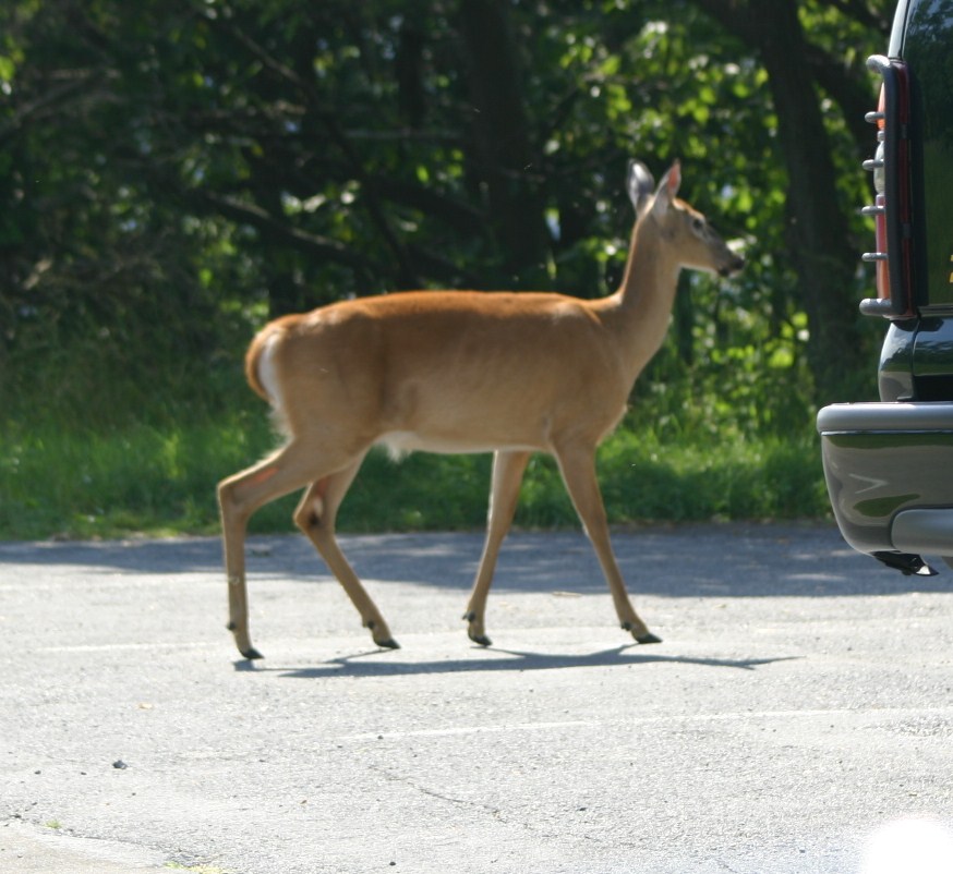 big meadows, Skyline Drive