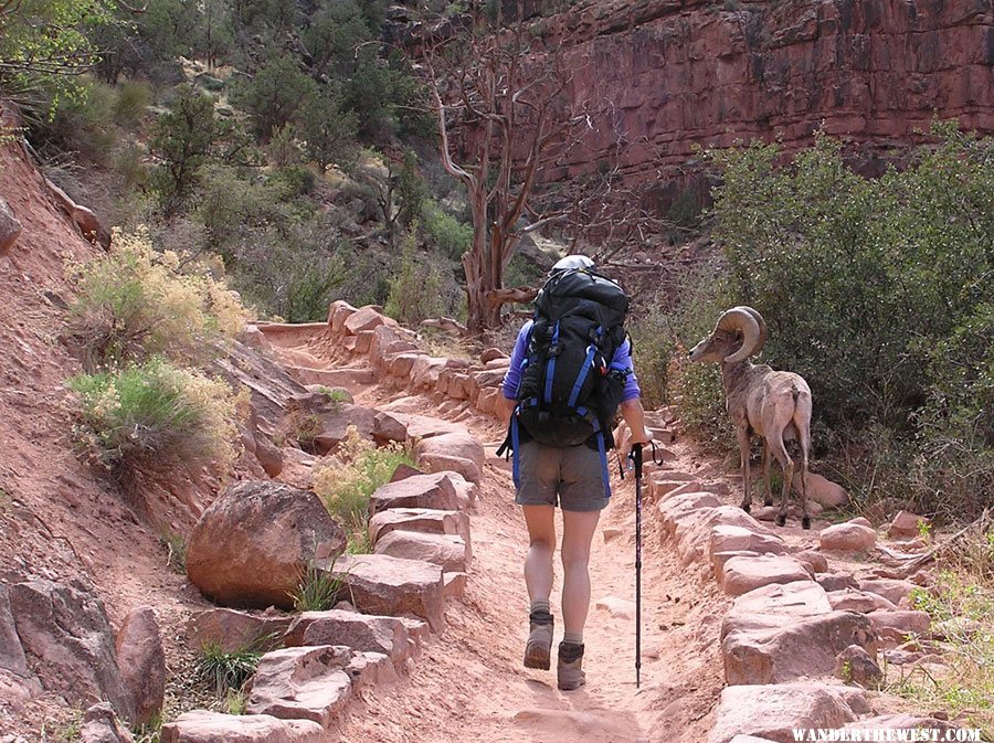 Bighorn Ram on the Bright Angel Trail