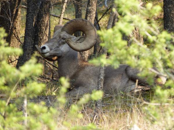 Bighorn sheep at Radium