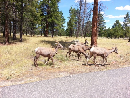 Bighorn sheep in red cayon  , UT