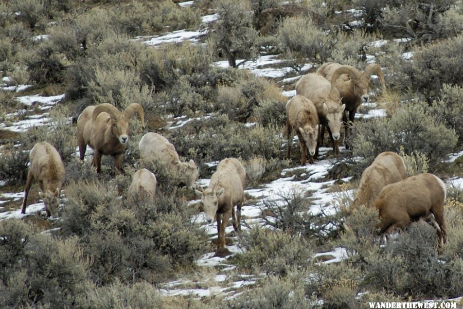 Bighorns -- Steens/Catlow Valley