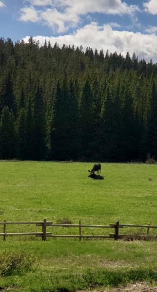 Bighorns