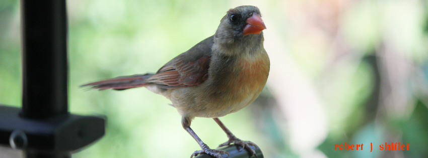 Birds Love our Columbus 320RS