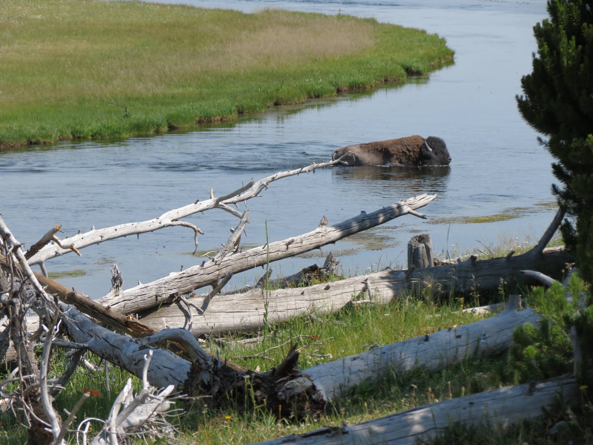 Bison in Yellowstone National Park July 2012