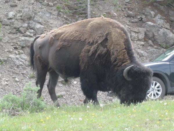 Bison