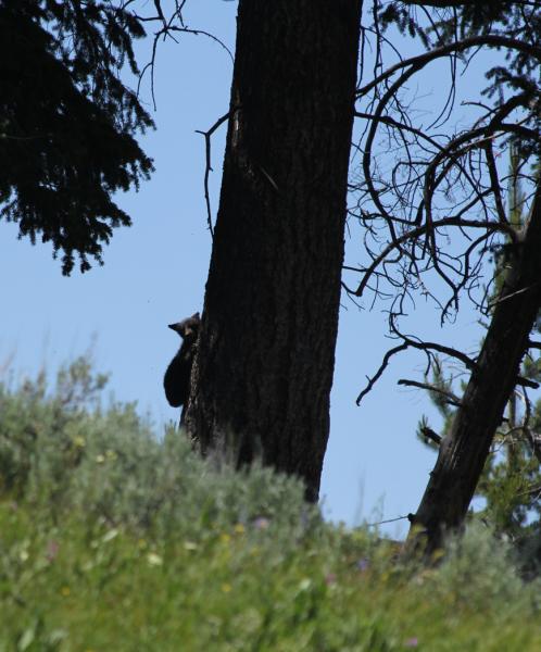 black bear cub