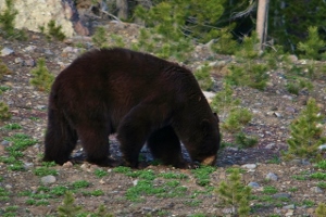 Black Bear in the Ball Diamond.