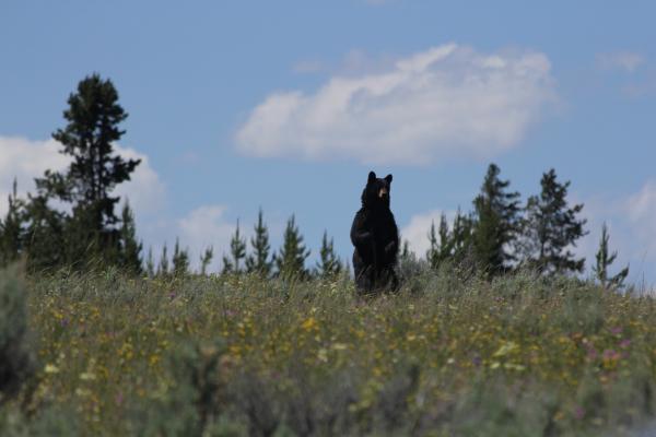 black bear standing