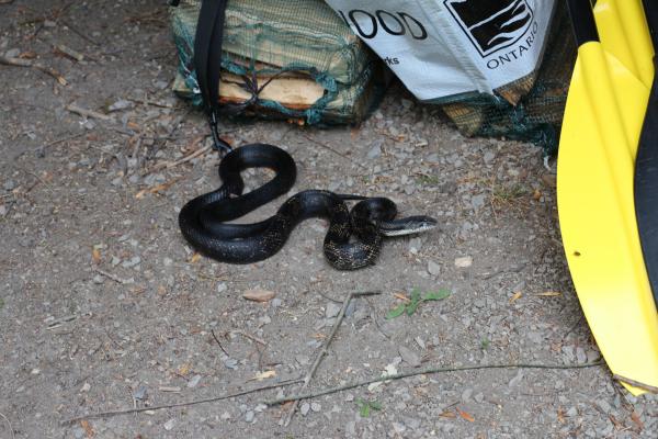 Black Rat Snake