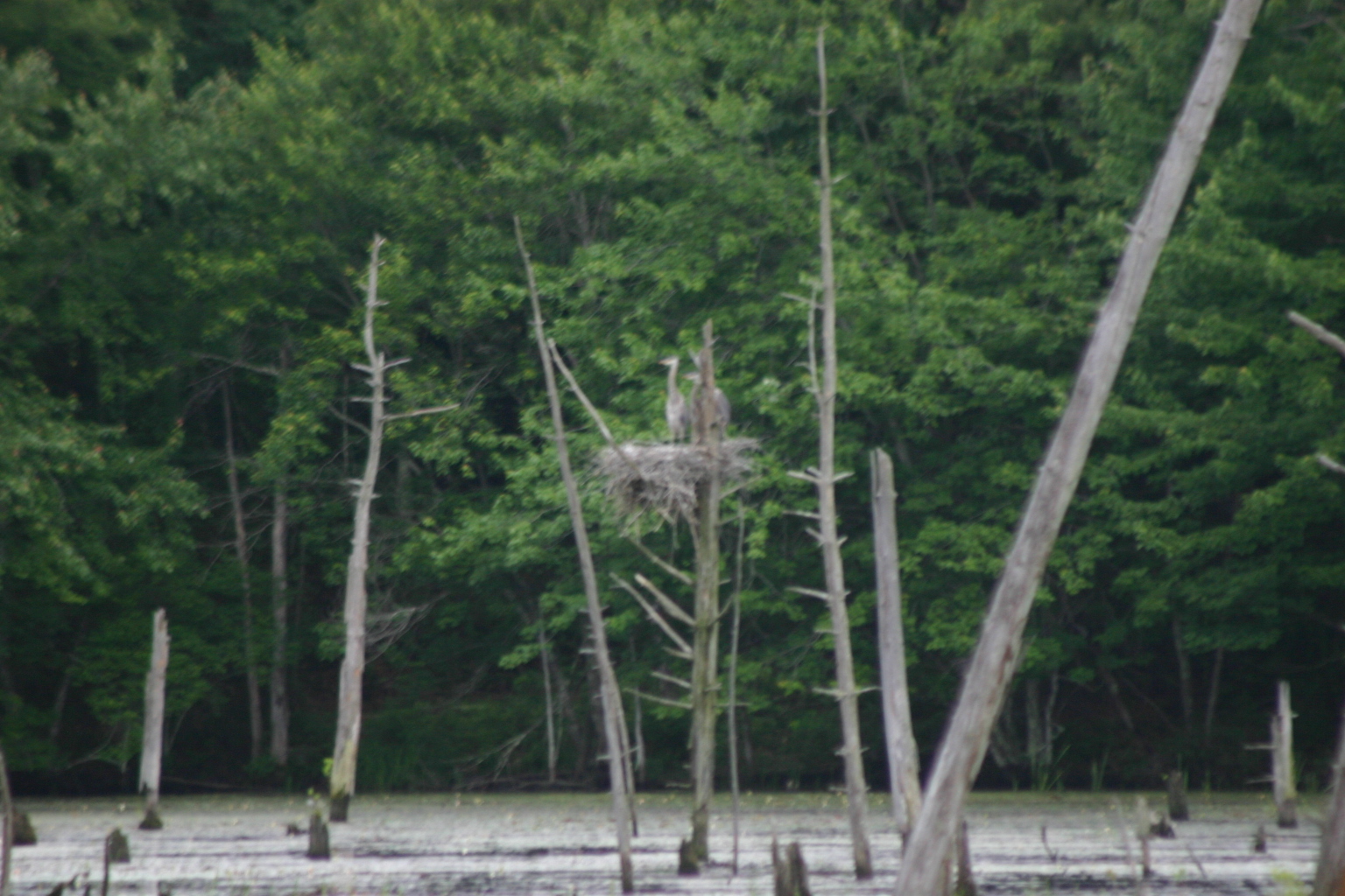 Blue Herons