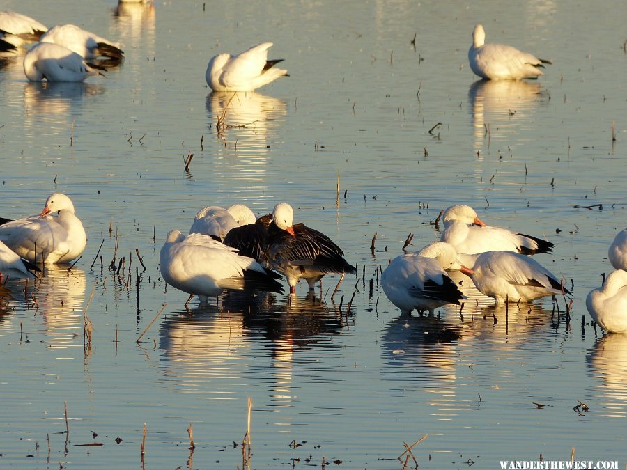 Blue phase snow goose