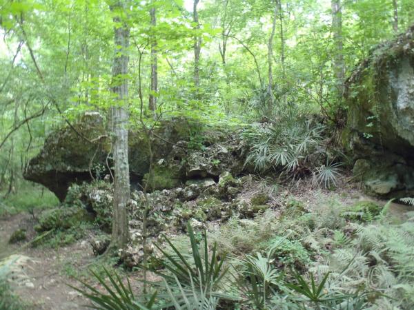 Bluff Trail - Florida Caverns SP - Memorial Day wkd