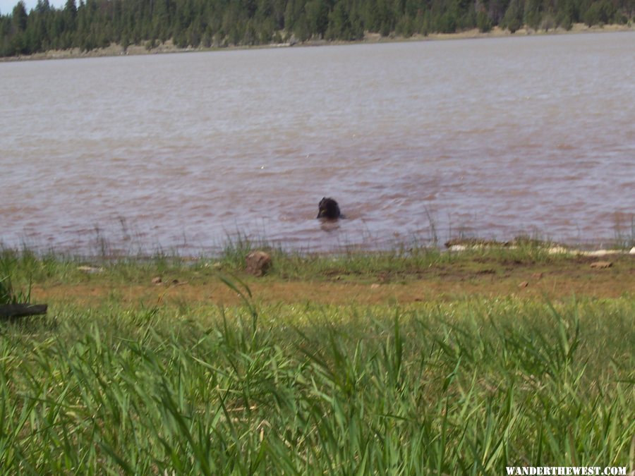 bob taking a swim, Janes Res, Modoc NF